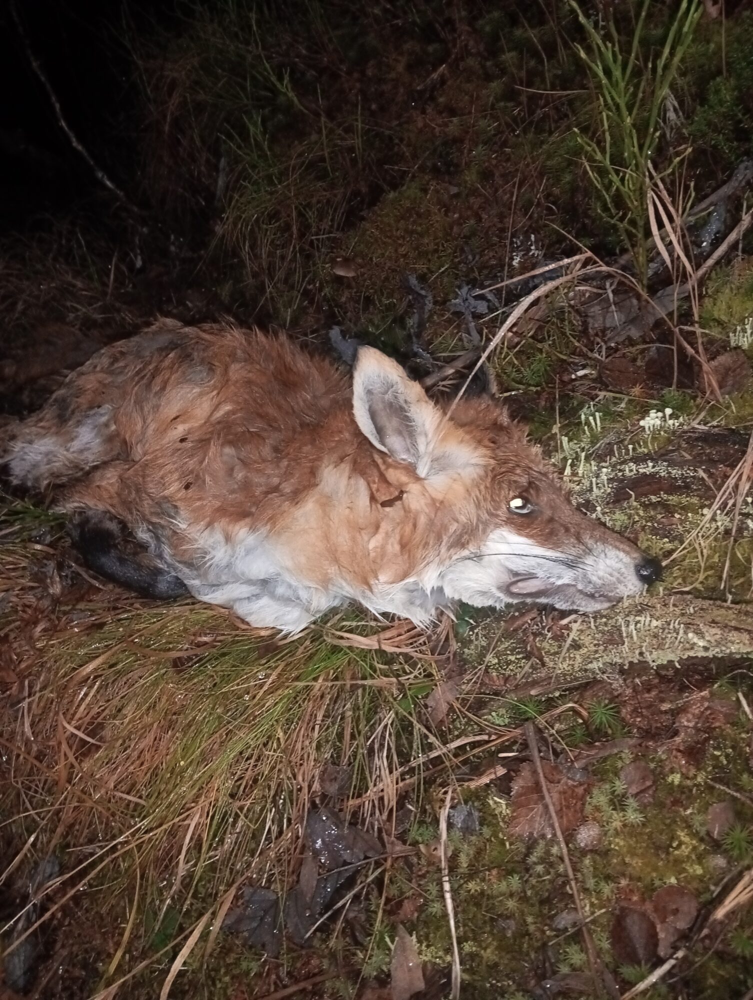 img_20251029_234332154