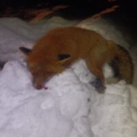 img_20251126_043344448