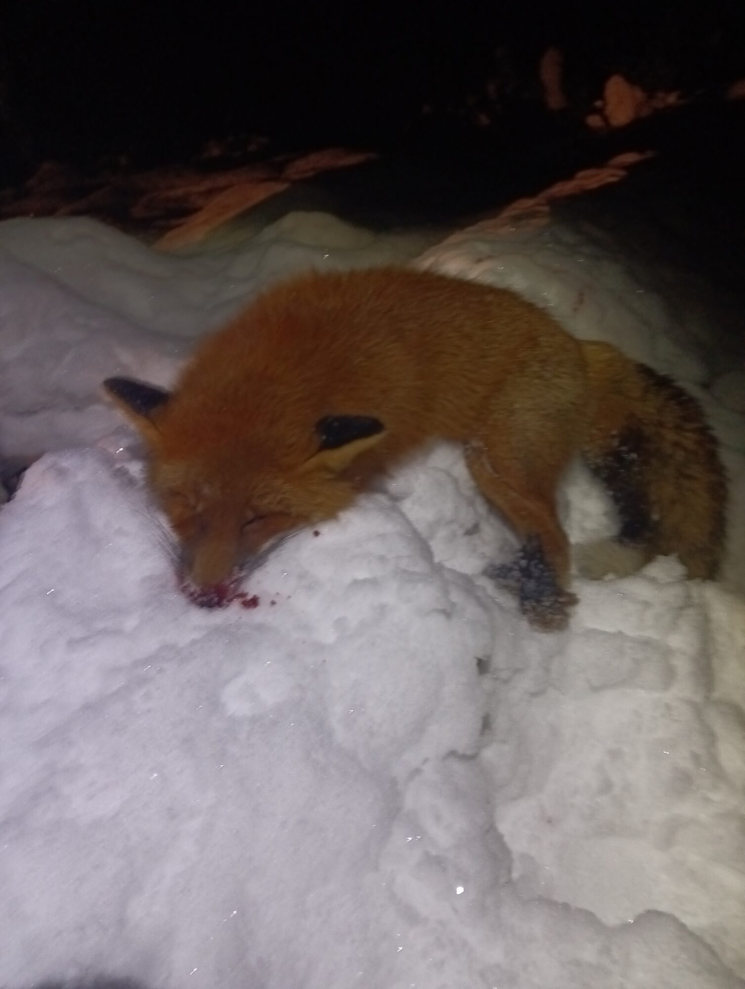 img_20251126_043344448